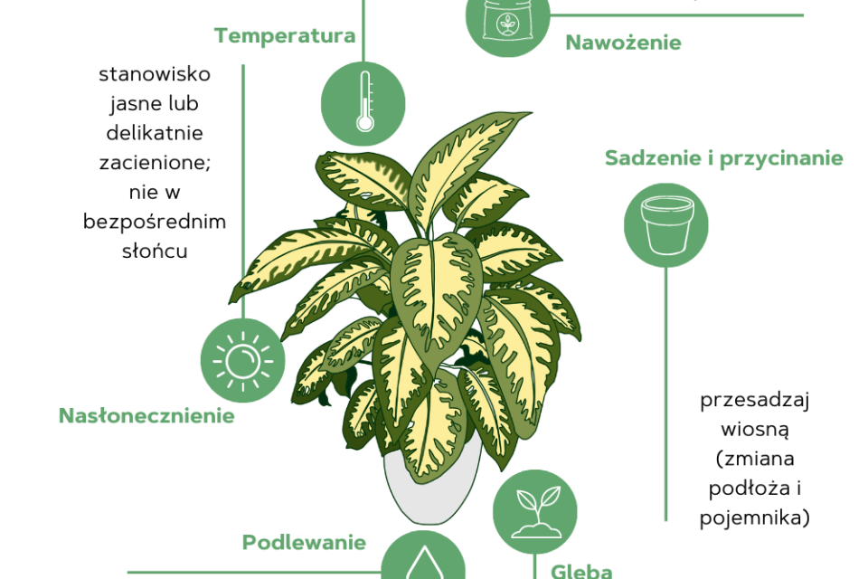 difenbachia - podlewanie jest bardzo ważne w uprawie tej rośliny