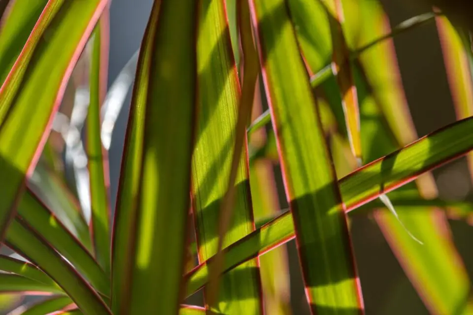 dracena podlewanie