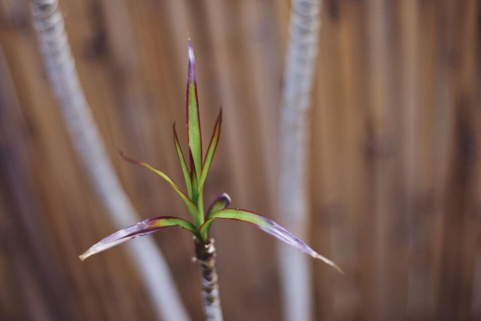 dracena rozmnażanie