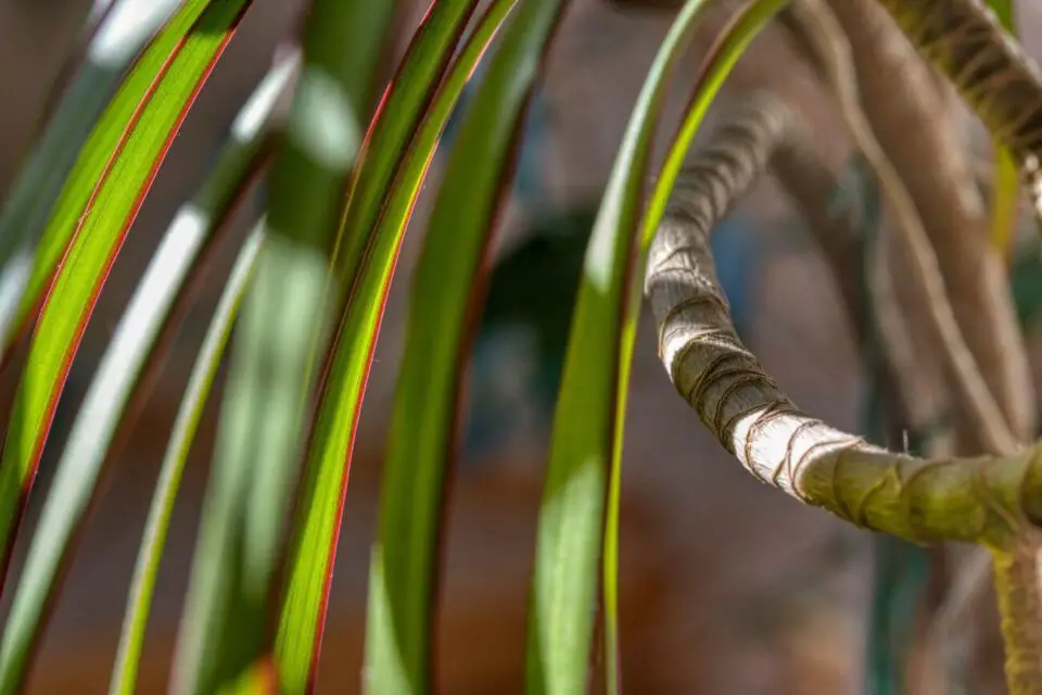 dracena stanowisko