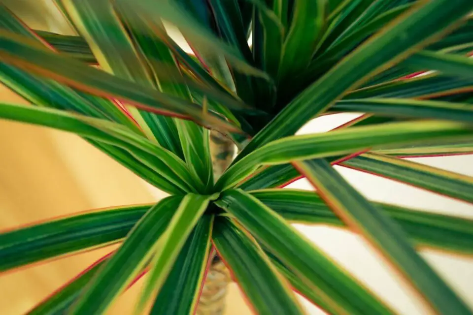 dracena szkodniki