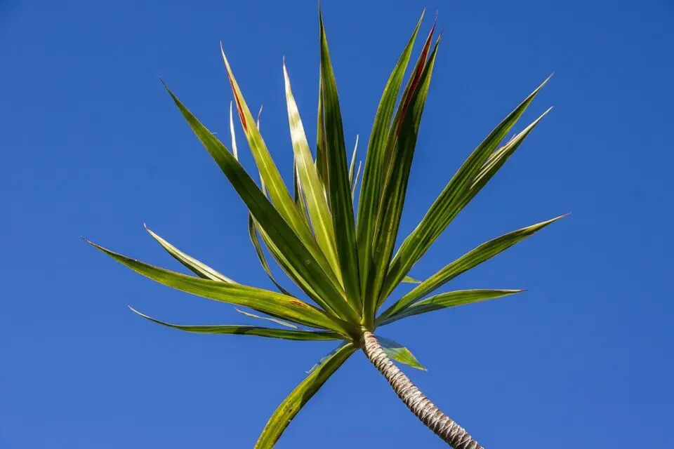 dracena wzrost