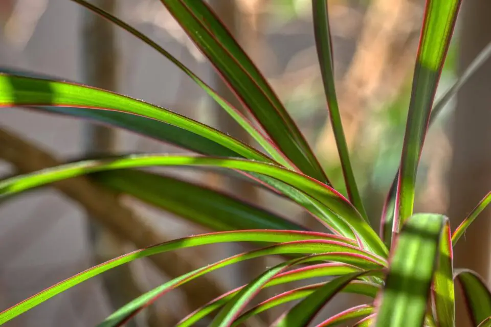 dracena zbliżenie