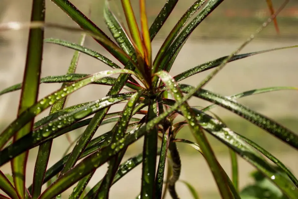 dracena zraszanie