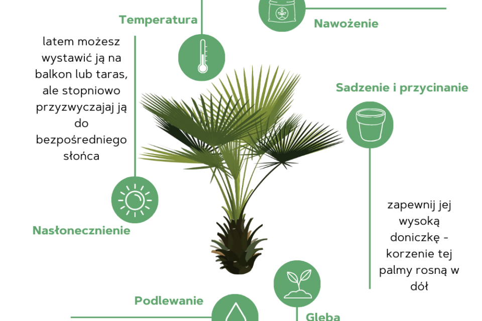palma waszyngtonia - pielęgnacja