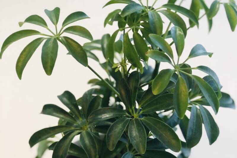 Szeflera Drzewkowata Uprawa Piel gnacja I Rozmna anie Ro liny