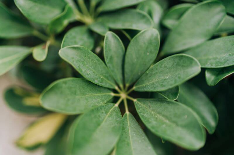 Szeflera Drzewkowata Uprawa Piel gnacja I Rozmna anie Ro liny