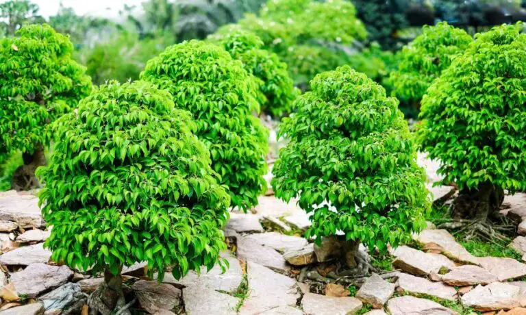 Bonsai do ogrodu Jak pielęgnować i formować drzewko bonsai gardeneo