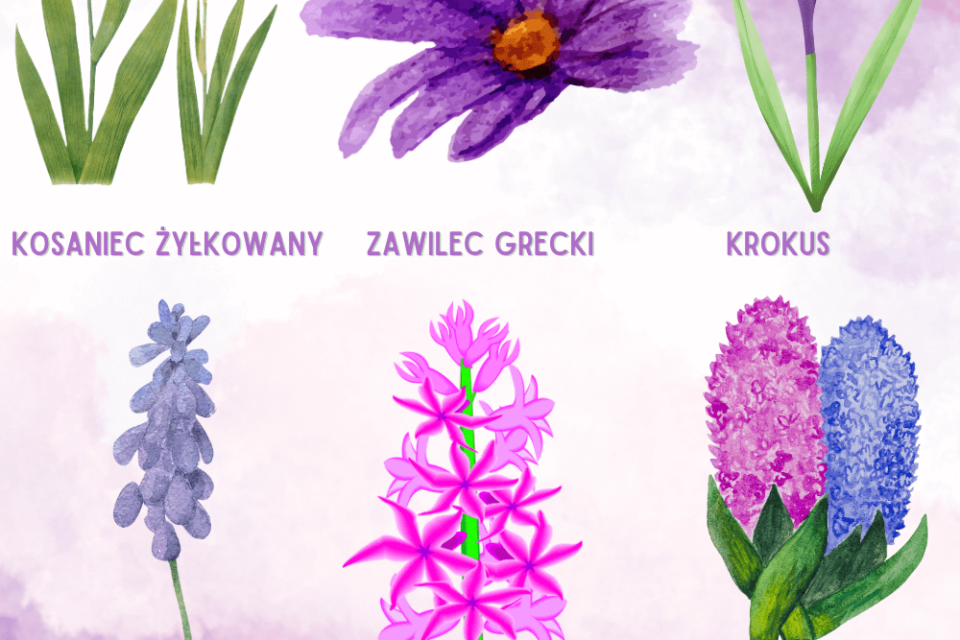 fioletowe kwiaty wiosenne - często zadawane pytania