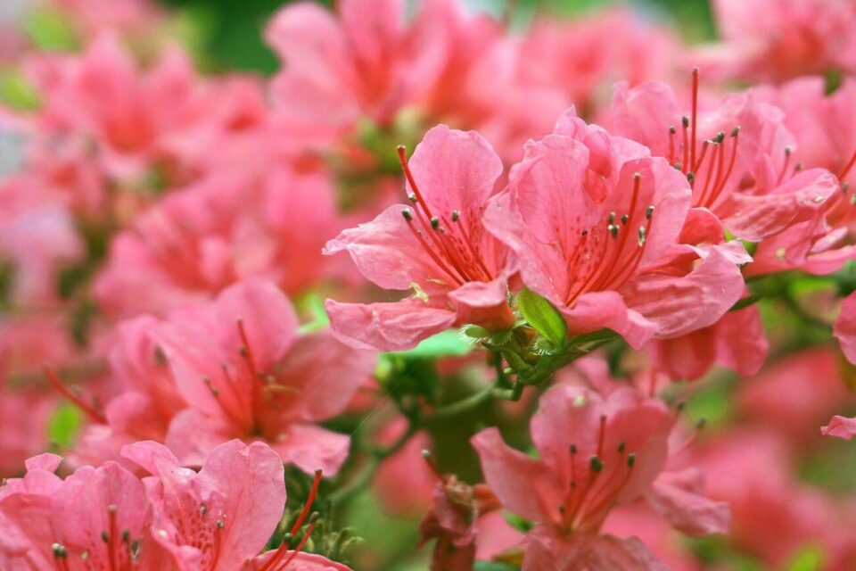 rododendron czy azalia
