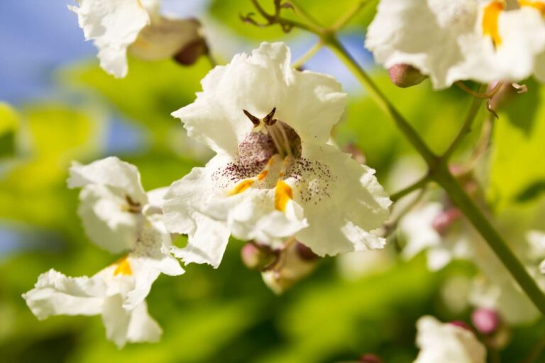 Oxytree Czyli Drzewo Tlenowe Uprawa Sadzonki Cena Gardeneo