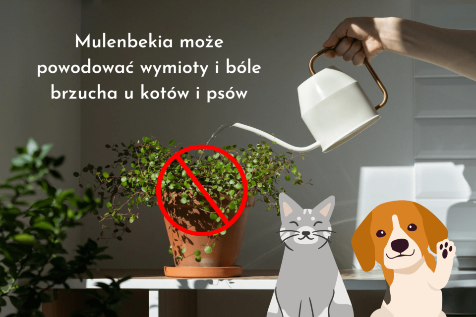 Czy mulenbekia jest przyjazna dla zwierząt?