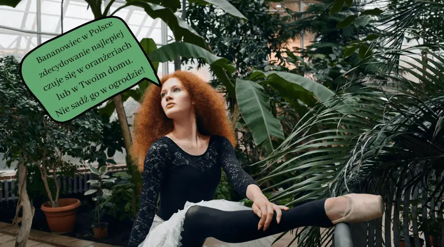 Bananowiec w doniczce – bananowy song na parapecie