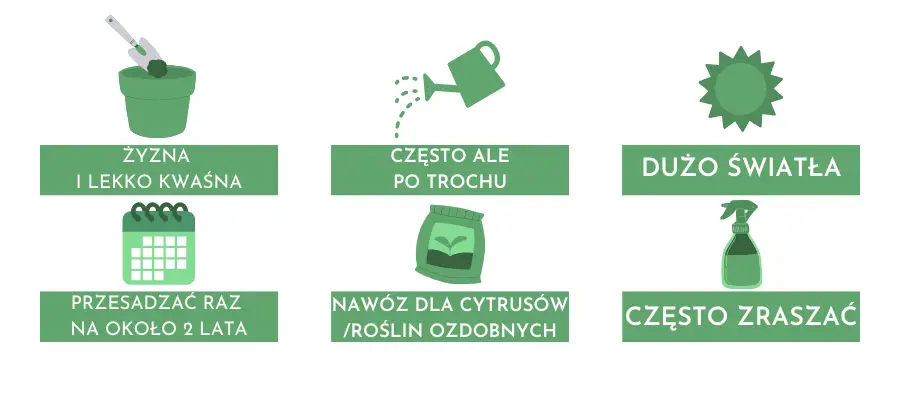 Bananowiec – pielęgnacja