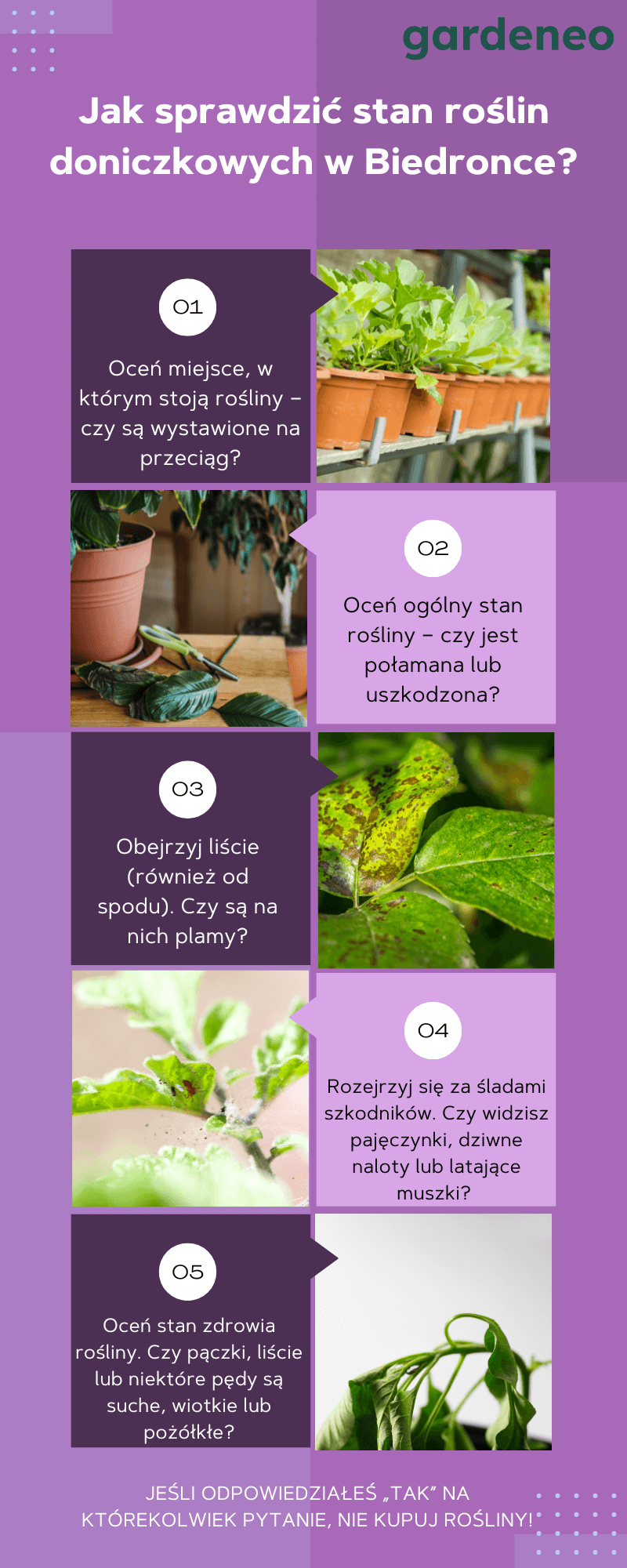 Jak sprawdzić stan roślin doniczkowych w Biedronce?
1. Oceń miejsce, w którym stoją rośliny – czy są wystawione na przeciąg?
2. Oceń ogólny stan rośliny – czy jest połamana lub uszkodzona?
3. Obejrzyj liście (również od spodu). Czy są na nich plamy?
4. Rozejrzyj się za śladami szkodników. Czy widzisz pajęczynki, dziwne naloty lub latające muszki?
5. Oceń stan zdrowia rośliny. Czy pączki, liście lub niektóre pędy są suche, wiotkie lub pożółkłe?
JEŚLI ODPOWIEDZIAŁEŚ „TAK” NA KTÓREKOLWIEK PYTANIE, NIE KUPUJ ROŚLINY!
