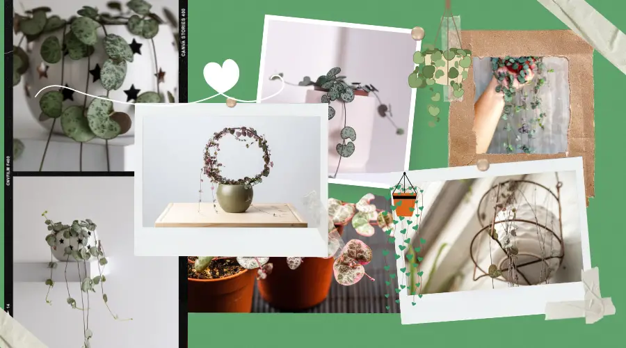 Ceropegia woodii – czym się charakteryzuje