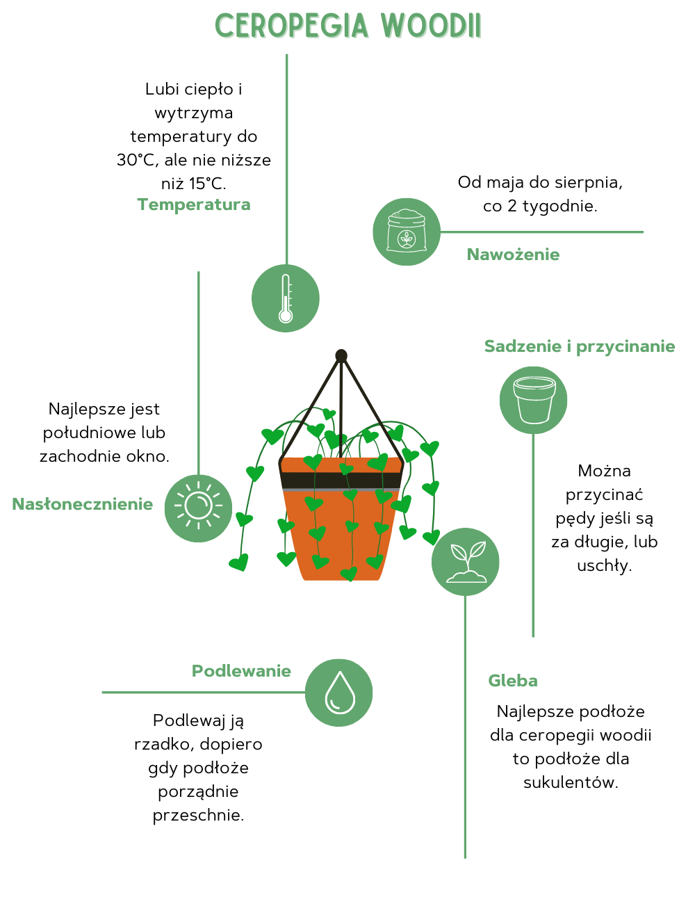 Ceropegia woodii – podlewanie. Jak i kiedy nawadniać