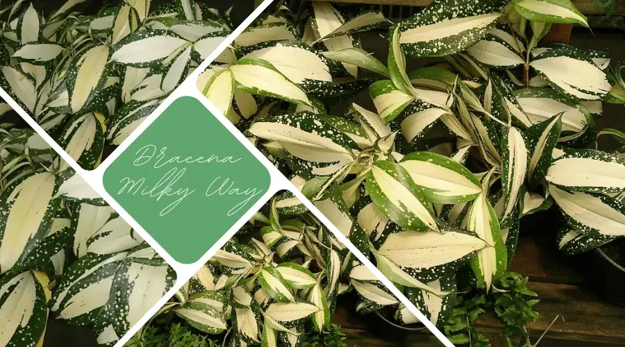 Czym wyróżnia się dracena „Milky Way”