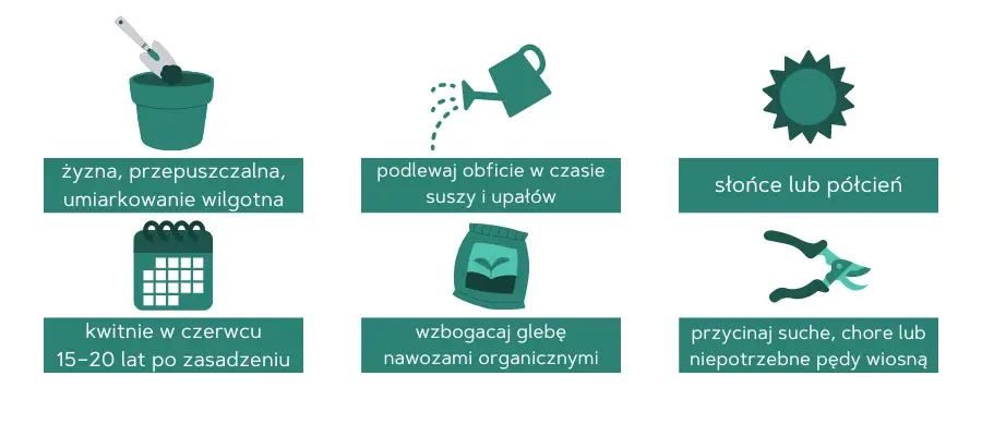 Warunki uprawy tulipanowca w skrócie:
- żyzna, przepuszczalna, umiarkowanie wilgotna gleba
- podlewaj obficie w czasie suszy i upałów
- słońce lub półcień
- kwitnie w czerwcu 15–20 lat po zasadzeniu
- wzbogacaj glebę nawozami organicznymi
- przycinaj suche, chore lub niepotrzebne pędy wiosną