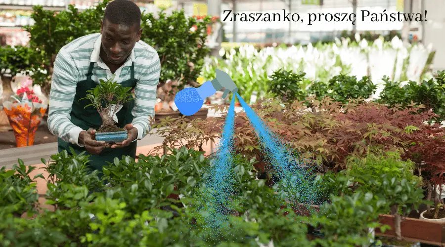 Ficus ginseng – podlewanie