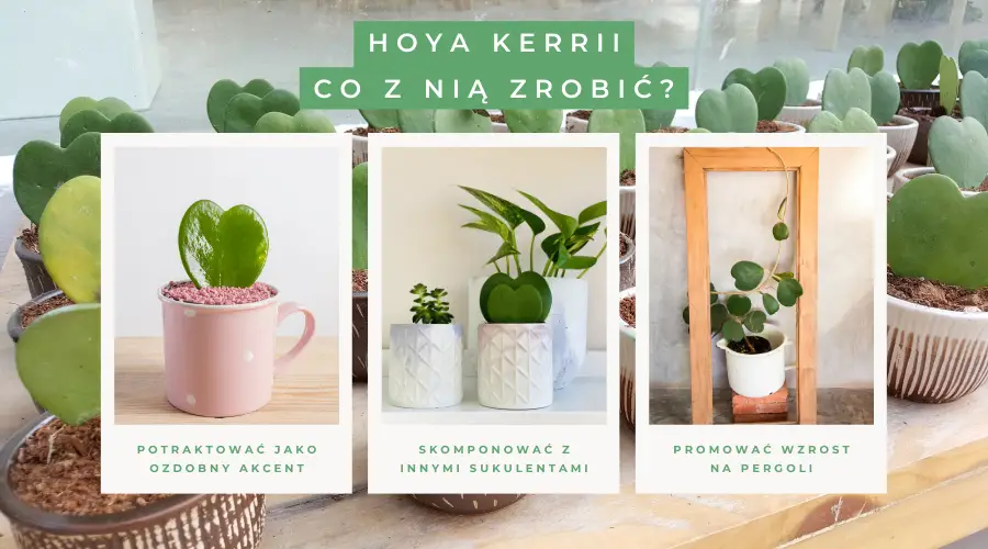 Hoja kerrii – z miłości do miłości