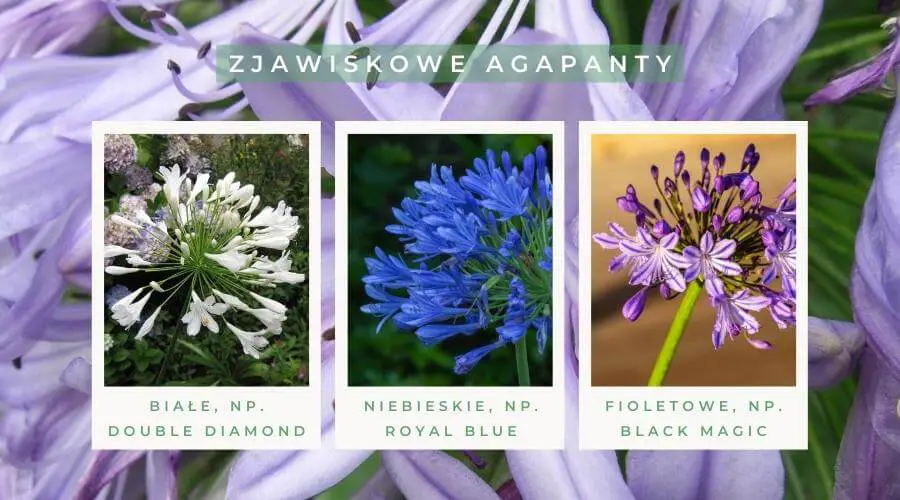 Zjawiskowe agapanty:
- białe, np. Double Diamond
- niebieskie, np. Royal Blue
- fioletowe, np. Black Magic