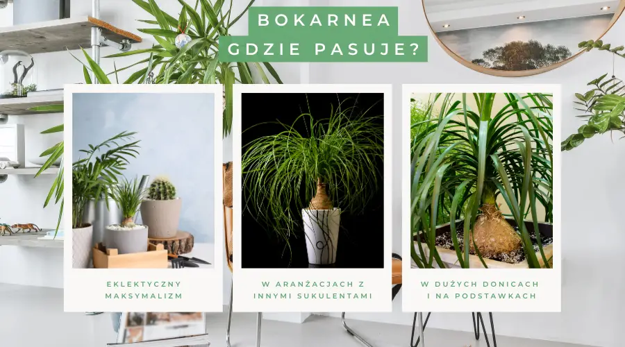 Nolina – cena Biedronka i inne markety