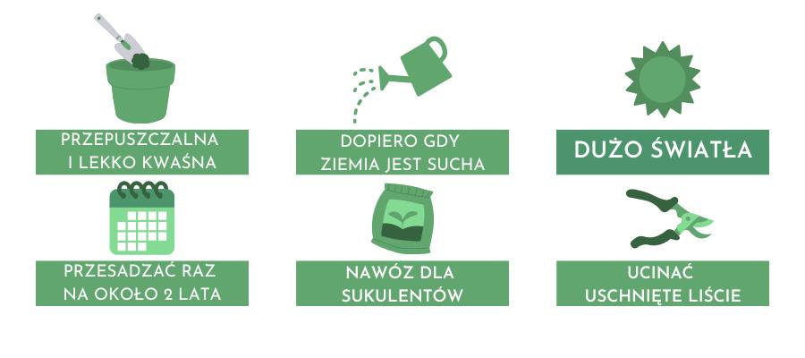 Nolina – uprawa