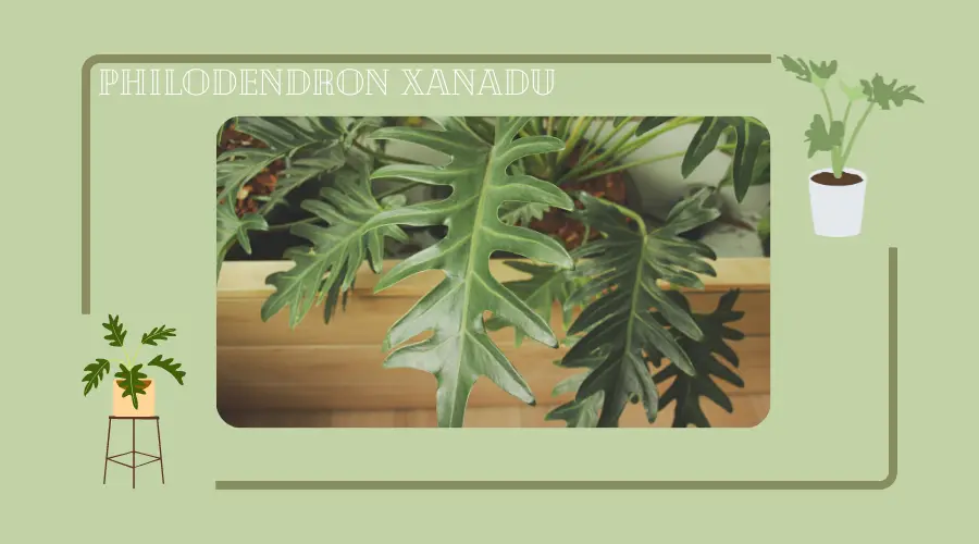 Philodendron Xanadu – roślina o nieznanych korzeniach