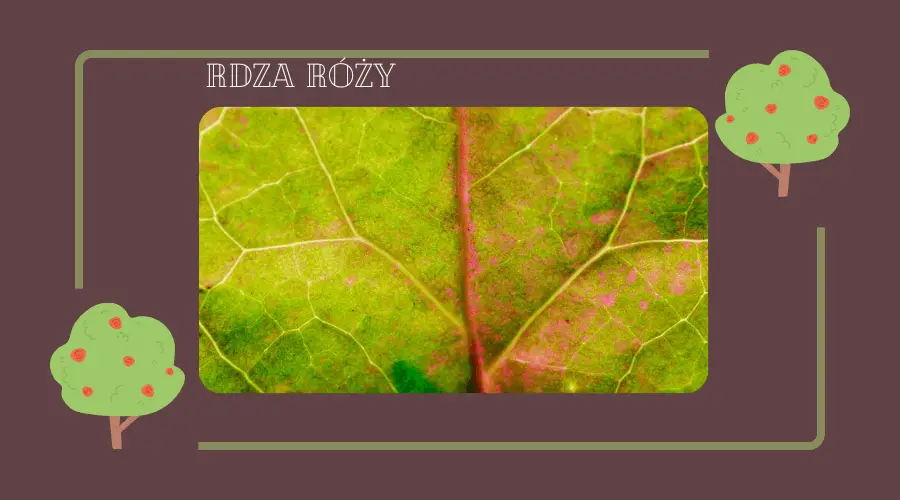 zdjęcie przedstawia przykład liścia dotkniętego rdzą róży
