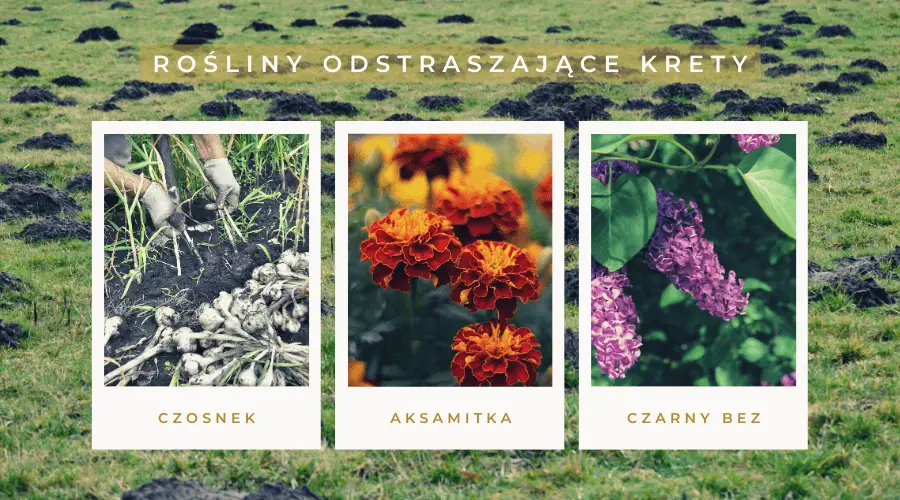 Najlepsze rośliny odstraszające krety: czosnek, aksamitka, czarny bez.