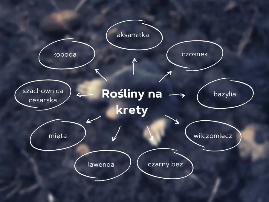 Szybka lista roślin na krety:
- aksamitka
- czosnek
- bazylia
- wilczomlecz
- czarny bez
- lawenda
- mięta
- szachownica cesarska
- łoboda