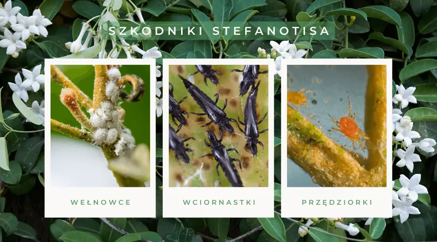 Szkodniki stefanotisa: wełnowce, wciornastki, przędziorki.