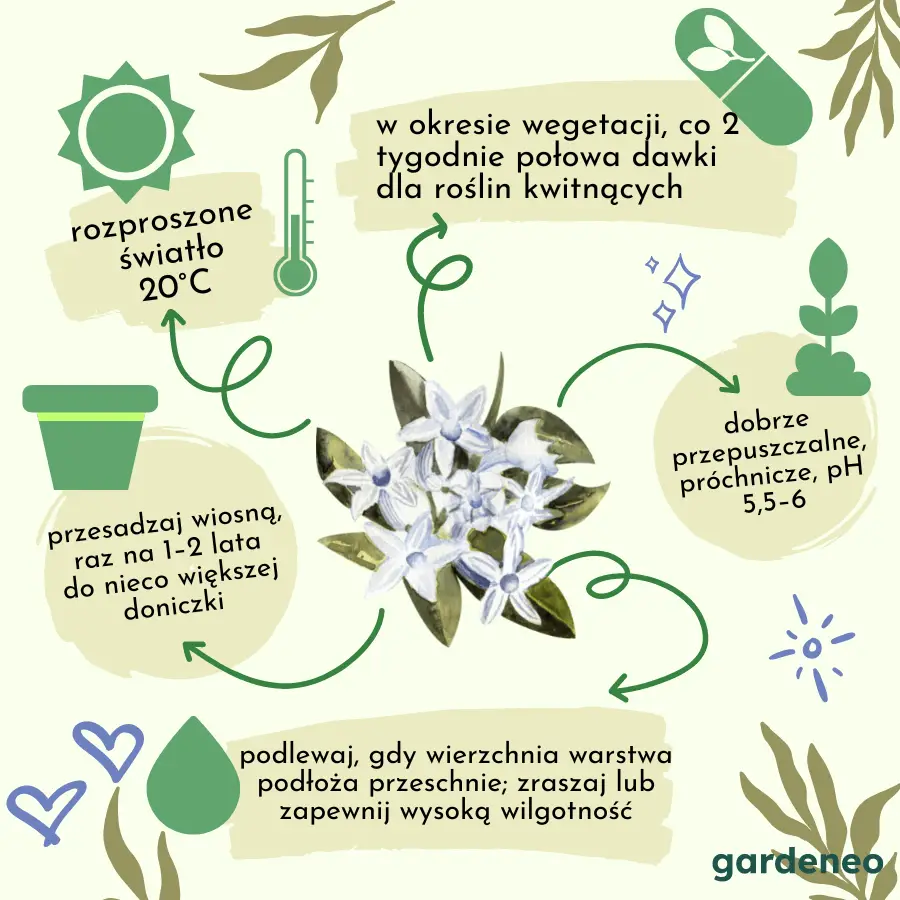 Uprawa stefanotisa w skrócie:
- rozproszone światło; 20°C
- nawożenie w okresie wegetacji, co 2 tygodnie połowa dawki dla roślin kwitnących
- podłoże dobrze przepuszczalne, próchnicze, pH 5,5–6
- przesadzaj wiosną, raz na 1–2 lata do nieco większej doniczki
- podlewaj, gdy wierzchnia warstwa podłoża przeschnie; zraszaj lub zapewnij wysoką wilgotność