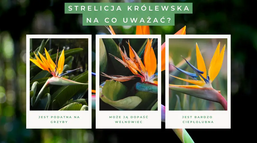 Strelicja królewska – o czym należy pamiętać