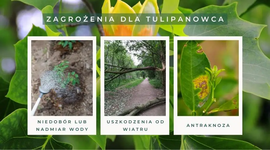 Zagrożenia dla tulipanowca: niedobór lub nadmiar wody, uszkodzenia od wiatru, antraknoza.