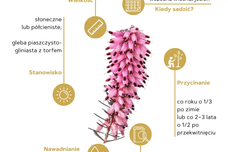 Wrzosiec w skrócie
Wielkość: krzewinka do 30 cm
Kiedy sadzić: wczesna wiosna, jesień
Stanowisko: słoneczne lub półcieniste; gleba piaszczysto-gliniasta z torfem
Przycinanie: co roku o 1/3 po zimie lub co 2–3 lata o 1/2 po przekwitnięciu
Nawadnianie: umiarkowane w pierwszym sezonie po posadzeniu, później nie wymaga
Zastosowanie: roślina ozdobna kwitnąca na wiosnę; roślina okrywowa zastępująca trawnik