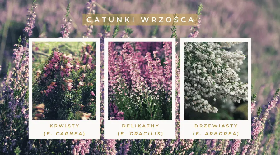 Gatunki wrzośca
- krwisty
- delikatny
- drzewiasty