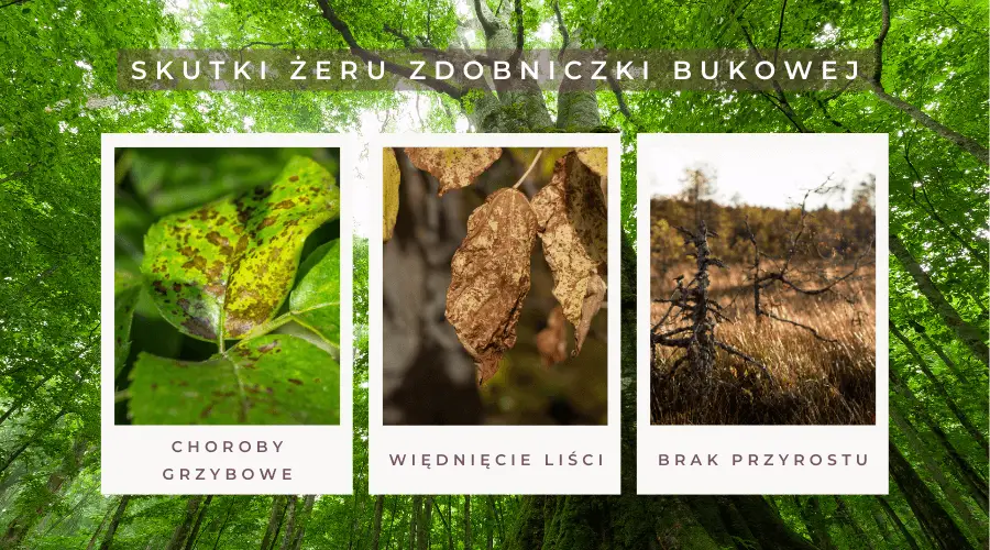 Skutki żeru zdobniczki bukowej: choroby grzybowe, więdnięcie liści, brak przyrostu.