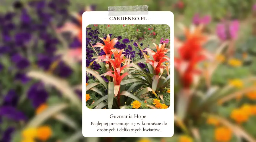 Ziemia dla guzmanii ‘Hope’