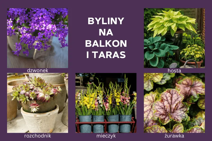 Byliny na balkon i taras: dzwonek, rozchodnik, mieczyk, hosta, żurawka.
