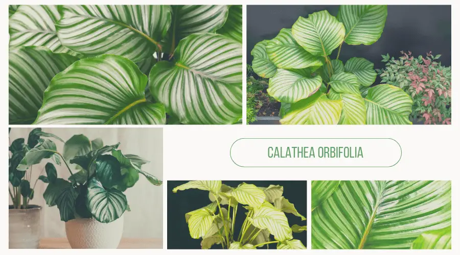 calathea orbifolia - przyjazna dama