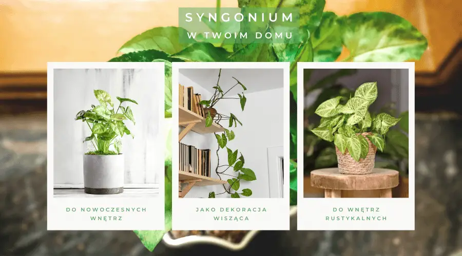 syngonium - ciekawe odmiany