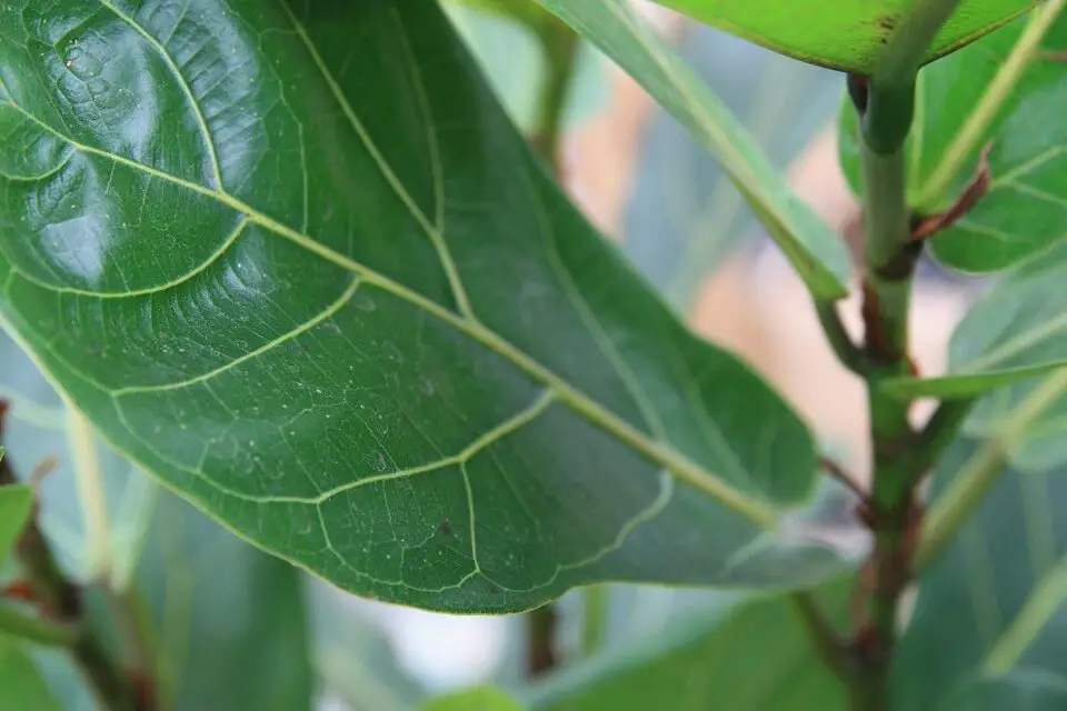 ficus lyrata - najdroższe kwiaty świata top 5 roślin doniczkowych