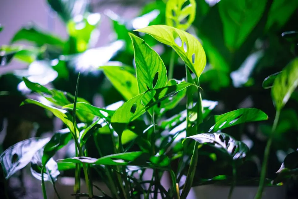 monstera adansonii variegata - najdroższe kwiaty świata top 5 roślin doniczkowych