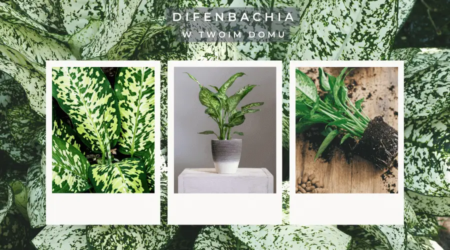 difenbachia - cena jest uzależniona od wielkości rośliny