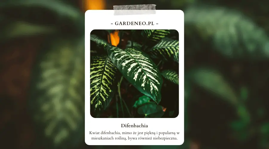 difenbachia - odmiany i wygląd roślin