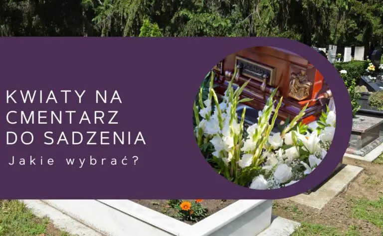 Kwiaty Na Cmentarz Do Sadzenia - Gardeneo