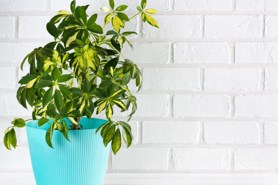 Szeflera Odmiany Piel gnacja Rozmna anie Gardeneo