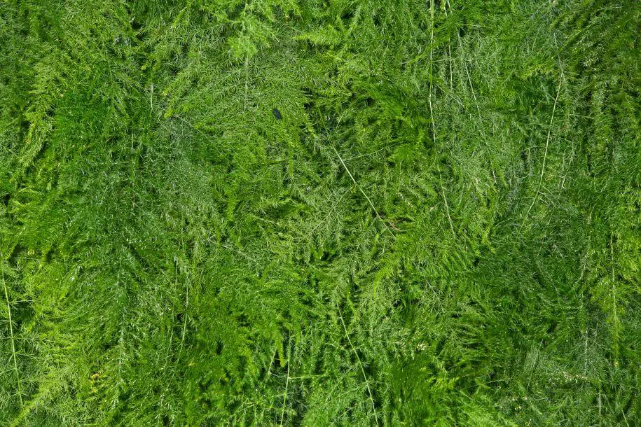 asparagus - jak go prawidłowo podlewać